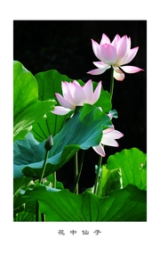 花仙子