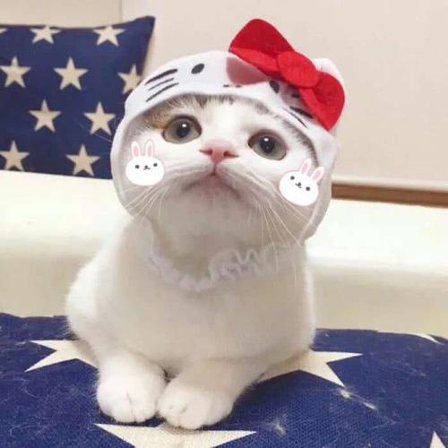 我想把同一张桌子变成猪