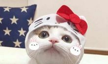 我想把同桌变成一只猪