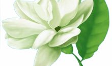 姥姥家的茉莉花