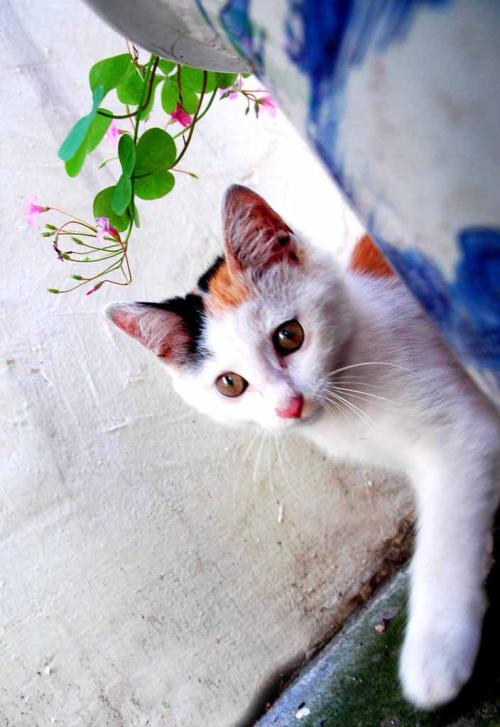 可爱的小蓝猫