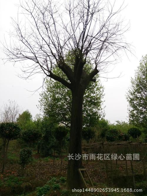 刺槐树下的成长