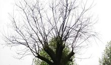 老槐树下的成长