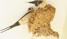 燕子做窝的启示