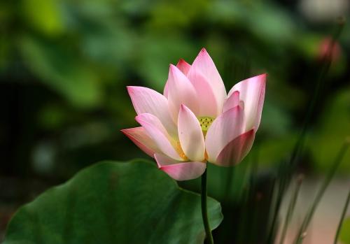 荷花池