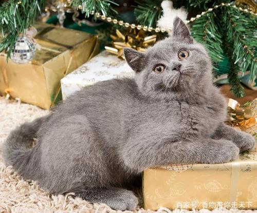 胆小的猫