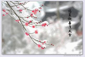 在雪地上的黑李子