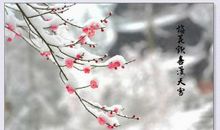 白雪地上一朵黑梅花