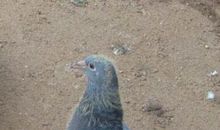 小鸽子和小老鼠