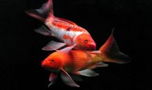 我家的两条小鱼