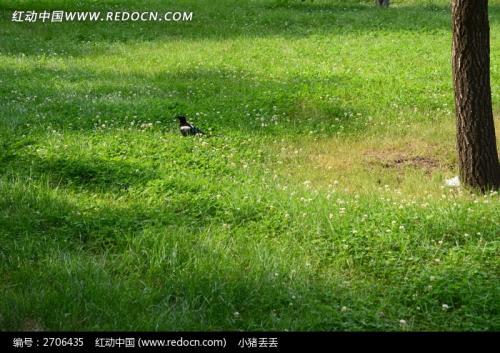 绿草地