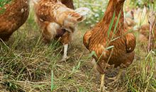 公鸡、菜叶和虫子