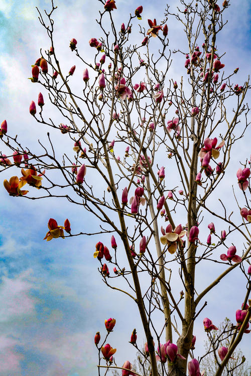 校园里的木兰花