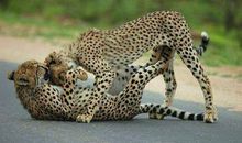 我们班上的“小猎豹”