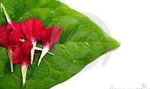 心田上的康乃馨