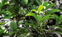 我喜欢的芒果树