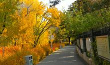 最忆清秋稻谷溪