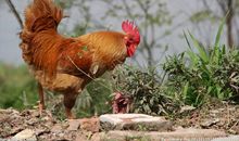 公鸡争食