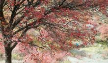 春花秋月亦坚忍