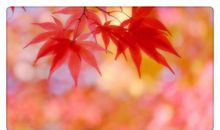 梦里依稀是旧年