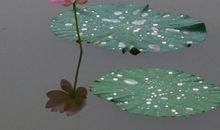 那个细雨蒙蒙的日子