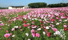 家乡四季的风采