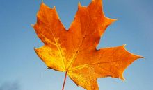 橙色的身影暖意的传承