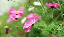 一路上鸟语花香