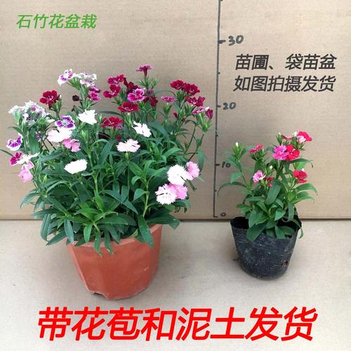 多彩的季节