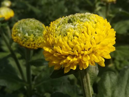 菊花欣赏