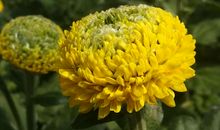 三军菊花园赏菊