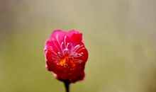 我与梅花共赏冬