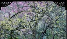 傲立在风雨之中