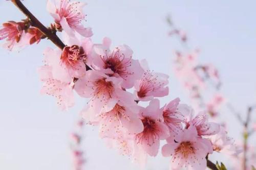 落花
