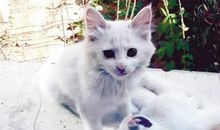 我想念的小动物