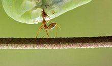 神奇的记忆专家——蚂蚁