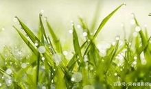 春天的声音读后感