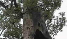 这是一棵顽强的树