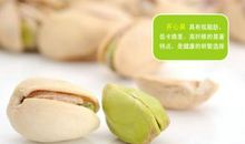 阳台上的开心果