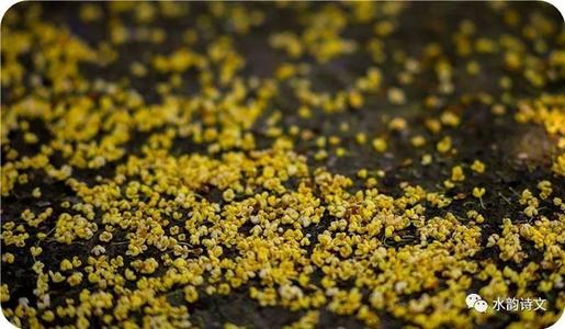 冯婷《桂花雨》