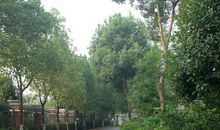 我爱家乡的柏油路