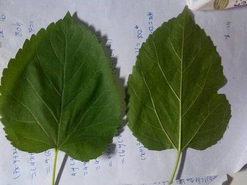 我学会摘桑叶