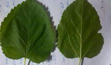 我学会了摘桑叶