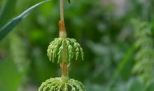 一个迟落的春天