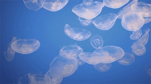 参观梦幻水母