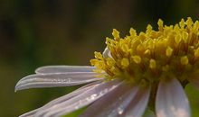 摘一朵马兰头花