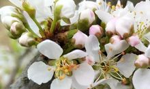 雪是盛开的心花