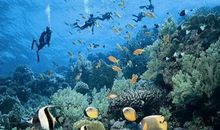 奇妙的海底风光