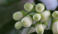 花香里的宛转流年