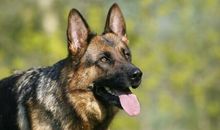 我最喜爱的宠物